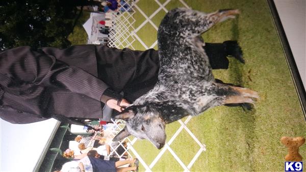 Animalk9cop Picture 3